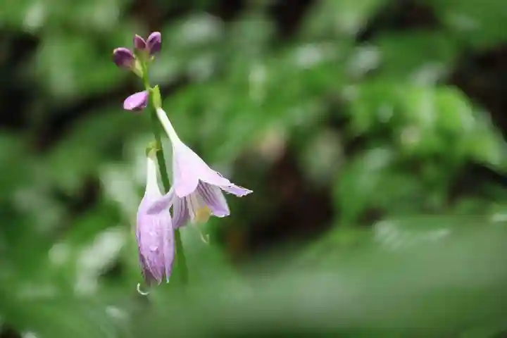 鹿島大神宮の自然