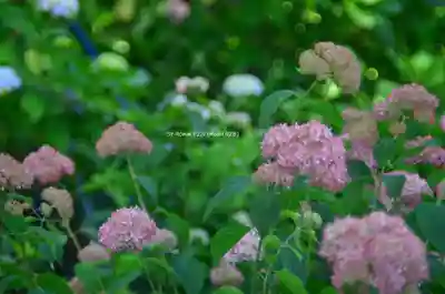 三室戸寺(京都府)