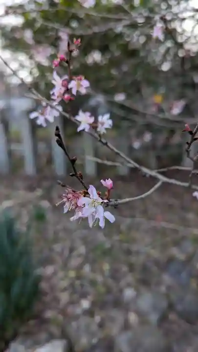 平野神社(京都府)