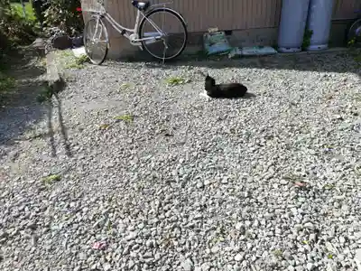 愛宕神社の動物