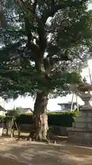 由良神社の自然