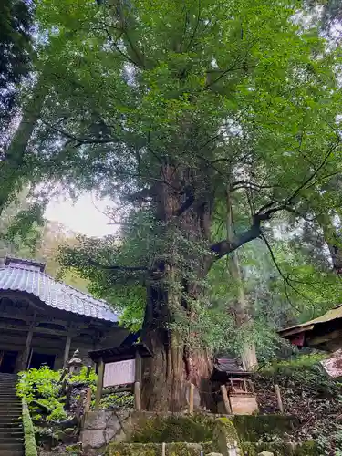 由豆佐賣神社の自然