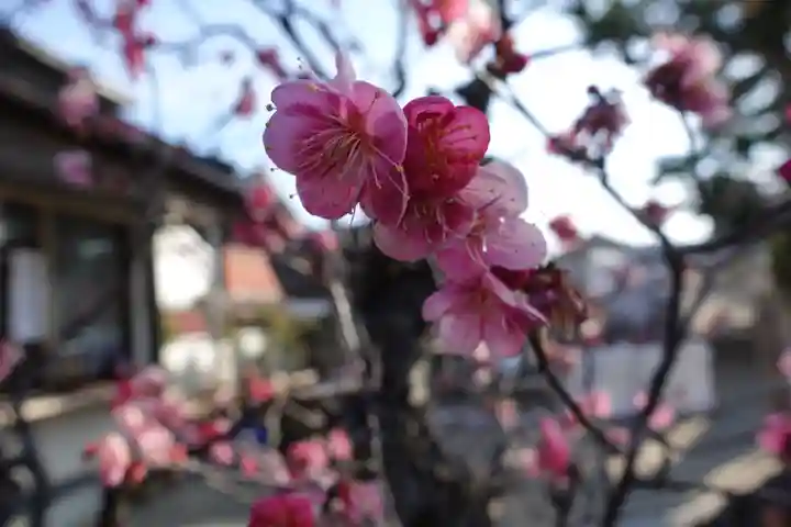 菅原天満宮(菅原神社)の自然