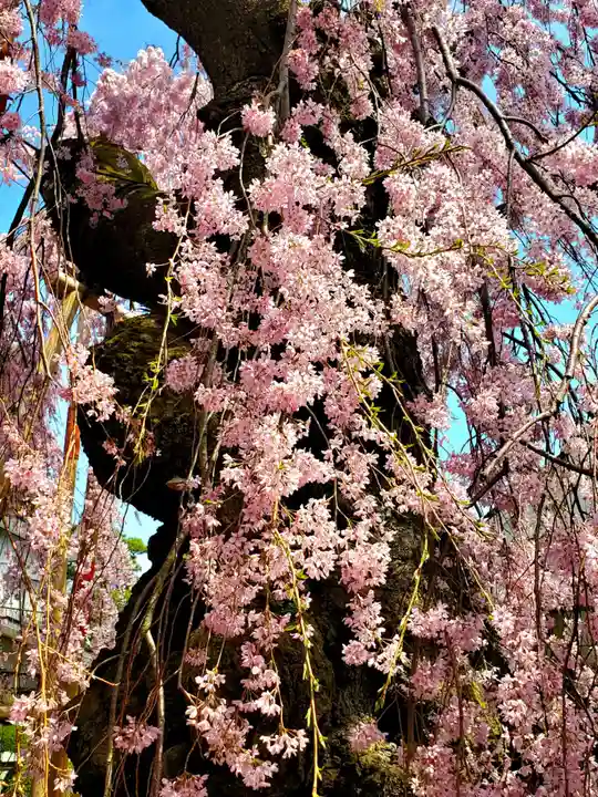 妙関寺(福島県)