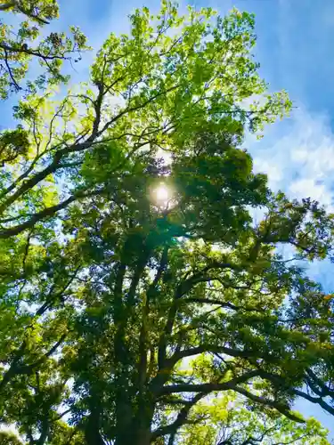 愛宕神社の自然
