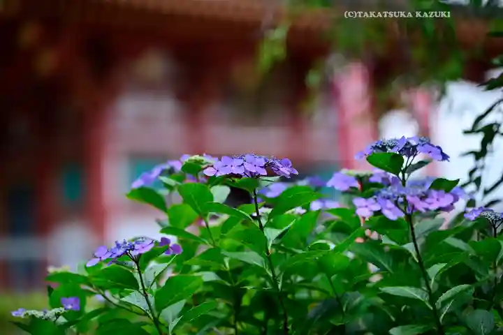 高幡不動尊 金剛寺(東京都)