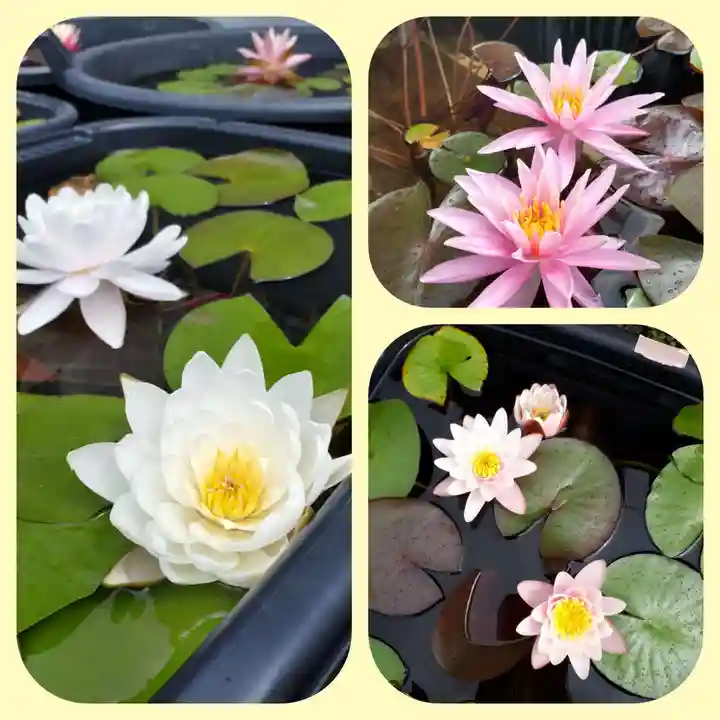 極楽山 浄土寺の自然