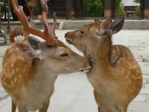 東大寺の動物