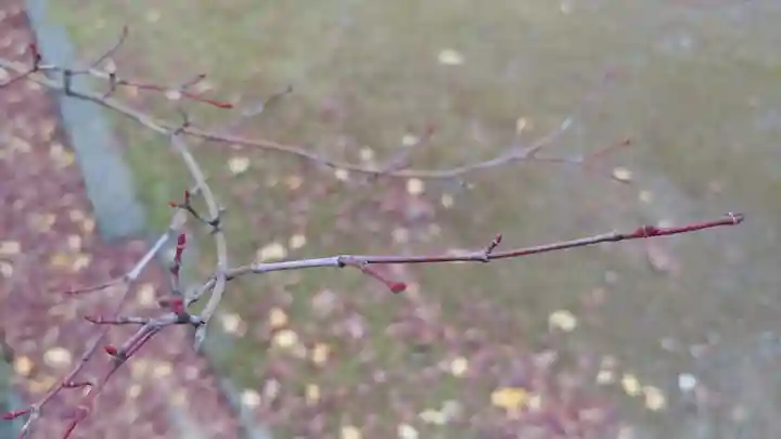 真正極楽寺(真如堂)の自然