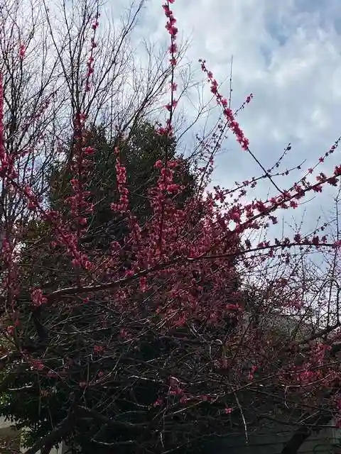 牛天神北野神社の自然