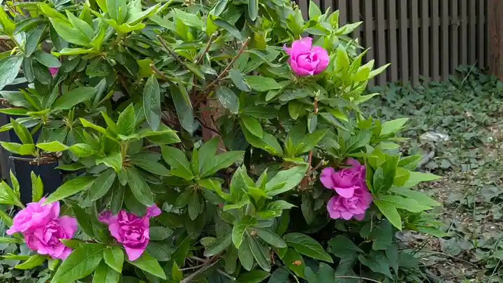 藤之宮 春日神社(野田の藤跡)(大阪府)