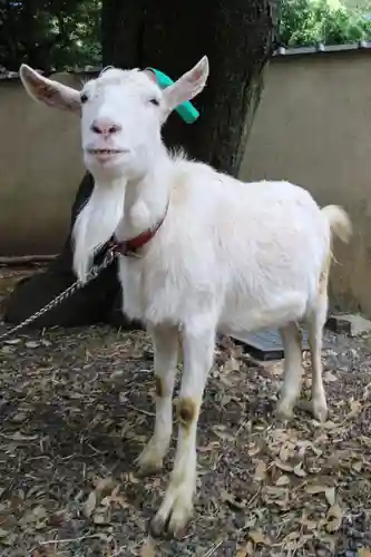 水稲荷神社の動物