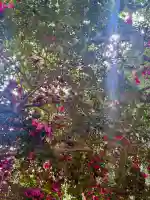 凉森神社の{uncategorized: "未分類", other: "その他", undefined: "問題あり", building: "その他建物", grave: "お墓", sacred_gate: "鳥居", guardian: "狛犬", statue: "像", buddha: "仏像", history: "歴史", nature: "自然", garden: "庭園", animal: "動物", pagoda: "塔", temizu: "手水舎", mountain_gate: "山門・神門", sanctuary: "本殿・本堂", subordinate: "末社・摂社", art: "芸術", scenery: "景色", jizo: "地蔵", ema: "絵馬", goshuin: "御朱印", omikuji: "おみくじ", items: "授与品その他", amulet: "お守り", goshuincho: "御朱印帳", eats: "食事", festival: "お祭り", votive_dance: "神楽", shichigosan: "七五三参", wedding: "結婚式", experience: "体験その他", initially: "初詣", around: "周辺", anti_infection: "感染症対策"}