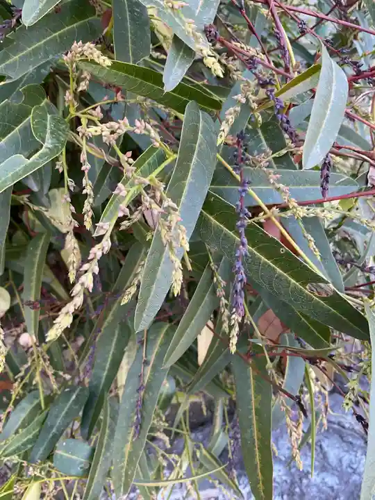 甚目寺(愛知県)