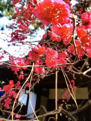 玄国寺(東京都)