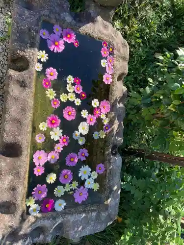 般若寺 ❁﻿コスモス寺❁(奈良県)