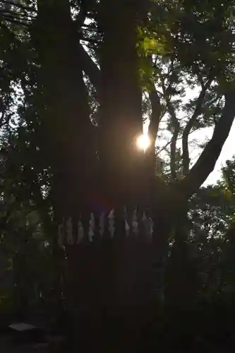 代々木八幡宮の自然