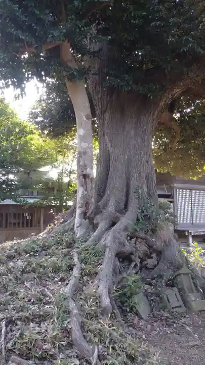 埴生神社の自然