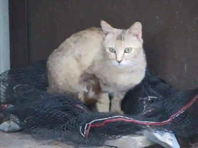伊勢神宮内宮(皇大神宮)(三重県)