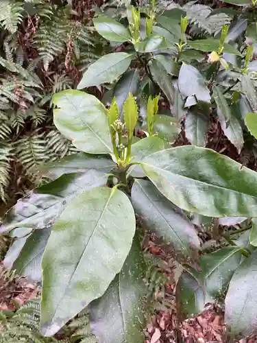 尾張冨士大宮浅間神社(愛知県)