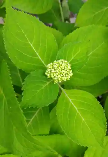 阿智神社(岡山県)