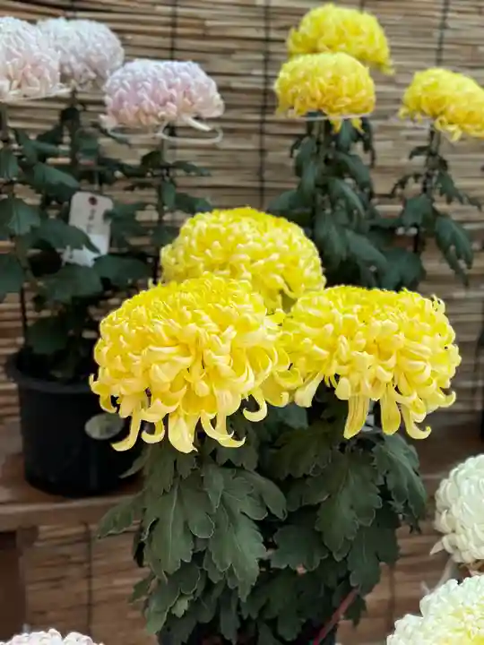 諏訪大社(長野県)