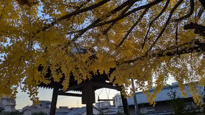 頂妙寺(京都府)