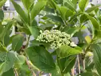 總社 和田八幡宮の自然