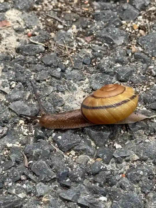 善林寺(愛知県)
