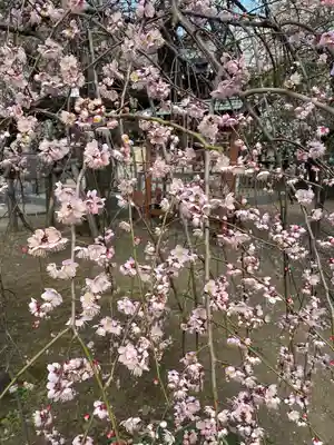 川口神社(埼玉県)