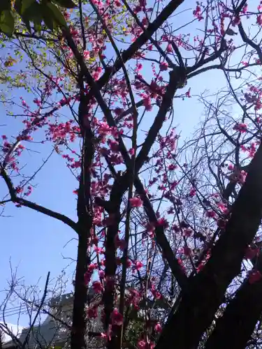 田無神社の自然