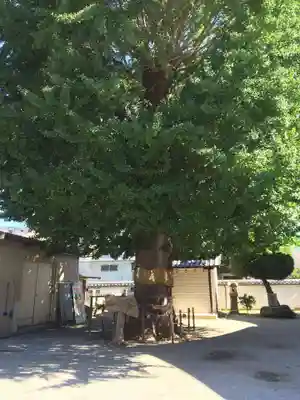 姪浜住吉神社(福岡県)