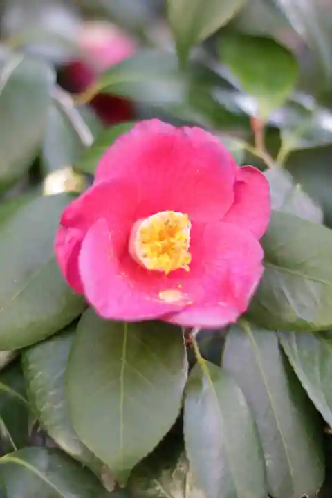 蔵前神社(東京都)