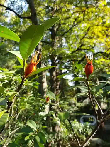 赤坂氷川神社(東京都)