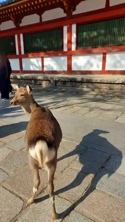 東大寺(奈良県)