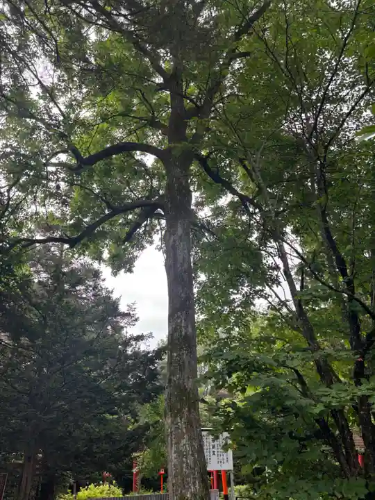 比布神社の自然