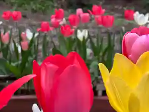 大宮温泉神社の自然(2022年04月21日(木) 18時09分52秒投稿)