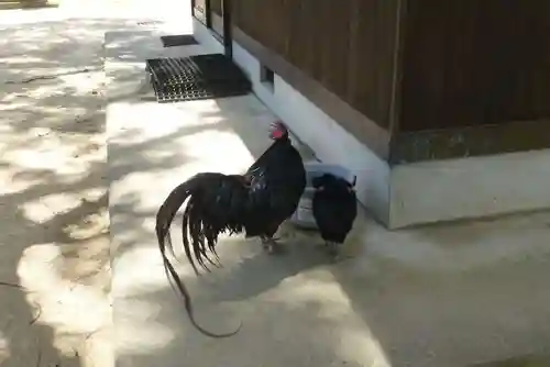 玉祖神社(山口県)