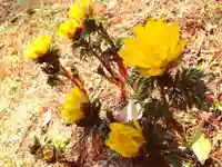 滑川神社 - 仕事と子どもの守り神の自然