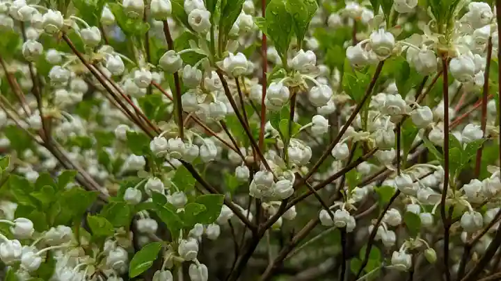 華厳寺(鈴虫寺)(京都府)