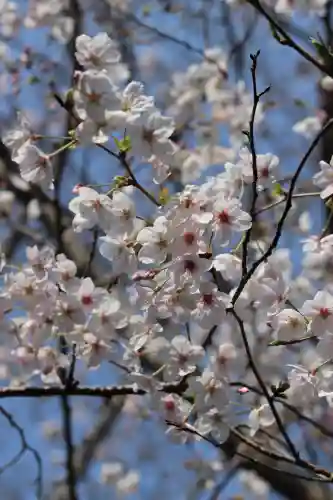 極楽寺（霊鷲山感應院極楽律寺）(神奈川県)