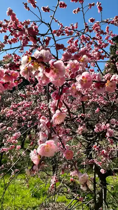 道明寺天満宮(大阪府)