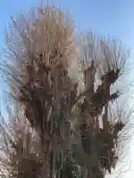 前橋八幡宮の{uncategorized: "未分類", other: "その他", undefined: "問題あり", building: "その他建物", grave: "お墓", sacred_gate: "鳥居", guardian: "狛犬", statue: "像", buddha: "仏像", history: "歴史", nature: "自然", garden: "庭園", animal: "動物", pagoda: "塔", temizu: "手水舎", mountain_gate: "山門・神門", sanctuary: "本殿・本堂", subordinate: "末社・摂社", art: "芸術", scenery: "景色", jizo: "地蔵", ema: "絵馬", goshuin: "御朱印", omikuji: "おみくじ", items: "授与品その他", amulet: "お守り", goshuincho: "御朱印帳", eats: "食事", festival: "お祭り", votive_dance: "神楽", shichigosan: "七五三参", wedding: "結婚式", experience: "体験その他", initially: "初詣", around: "周辺", anti_infection: "感染症対策"}