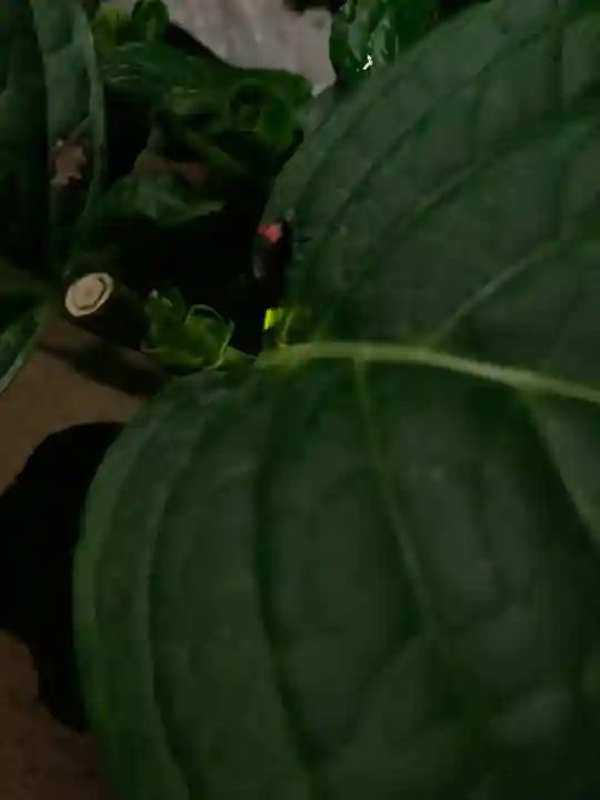 高司神社〜むすびの神の鎮まる社〜の動物