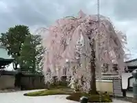 高台寺(高台寿聖禅寺・高臺寺)(京都府)