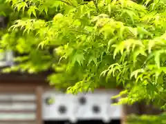 長姫神社の自然