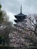 東寺(教王護国寺)の{uncategorized: "未分類", other: "その他", undefined: "問題あり", building: "その他建物", grave: "お墓", sacred_gate: "鳥居", guardian: "狛犬", statue: "像", buddha: "仏像", history: "歴史", nature: "自然", garden: "庭園", animal: "動物", pagoda: "塔", temizu: "手水舎", mountain_gate: "山門・神門", sanctuary: "本殿・本堂", subordinate: "末社・摂社", art: "芸術", scenery: "景色", jizo: "地蔵", ema: "絵馬", goshuin: "御朱印", omikuji: "おみくじ", items: "授与品その他", amulet: "お守り", goshuincho: "御朱印帳", eats: "食事", festival: "お祭り", votive_dance: "神楽", shichigosan: "七五三参", wedding: "結婚式", experience: "体験その他", initially: "初詣", around: "周辺", anti_infection: "感染症対策"}