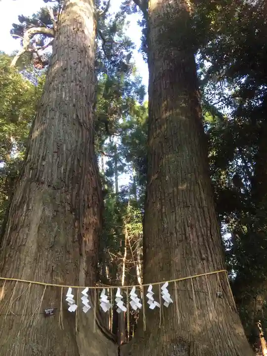 日吉神社の自然