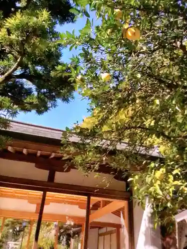鳩森八幡神社の自然