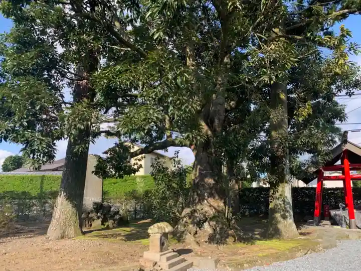六日市場浅間神社の自然